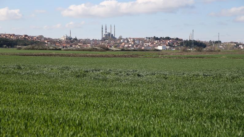 Temperaturen, die über den saisonalen Normen lagen, führten in einigen Weizenfeldern in Edirne zu Krankheiten