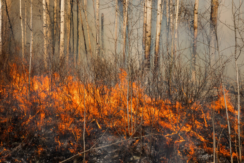 Using fire to heal the land — and mitigate B.C. wildfires