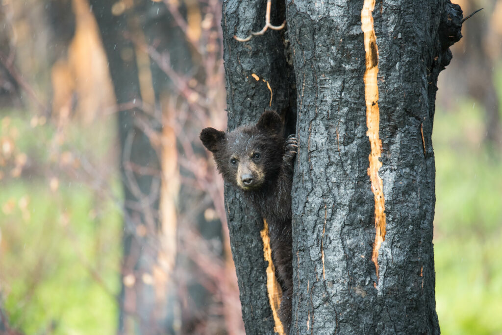 Jasper wildfire: why are Canada’s parks so primed to burn?